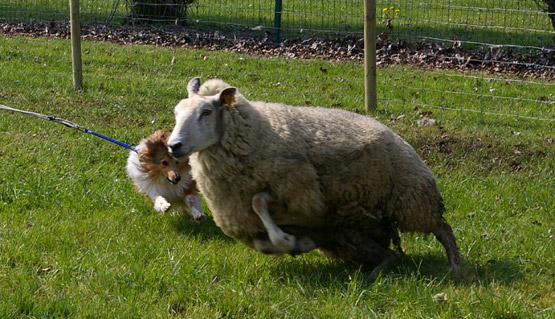 Sheltie avec un mouton