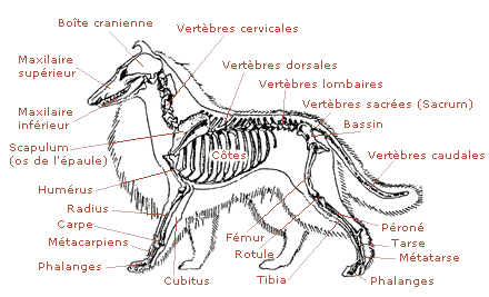Squelette du chien