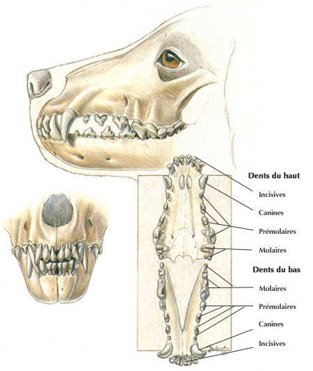 Dentition du chien