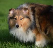 Magical's Illusions of Blue Tails