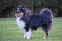 Preciou's Black Diamonds de Hjaltadans