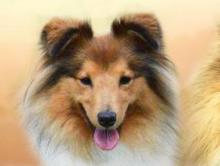 Rhapsodia's Dell' Amore de Hjaltadans