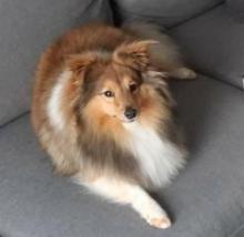 Uraken Uchi de Hjaltadans