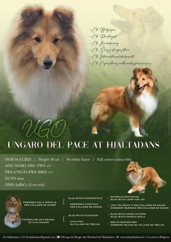 Ungaro del Pace at Hjaltadans